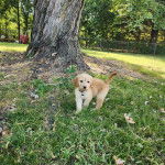 Un Pooahoula sur une surface herbacée et portant un collier autour du cou