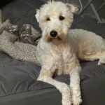 Un Pooahoula allongé sur un canapé et semblant détendu