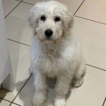 Un Pooahoula assis sur un sol carrelé et regardant vers la caméra 