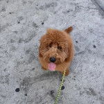 Un Pooahoula assis sur une surface bétonnée tirant la langue et qui est tenu en laisse 