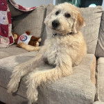 Un Pooahoula allongé sur un canapé et portant un collier autour du cou