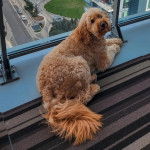 Un Pooahoula allongé sur un balcon et regardant vvers la caméra