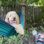 Un Pooahoula allongé dans un hamac et ayant la gueule légèrement ouverte 