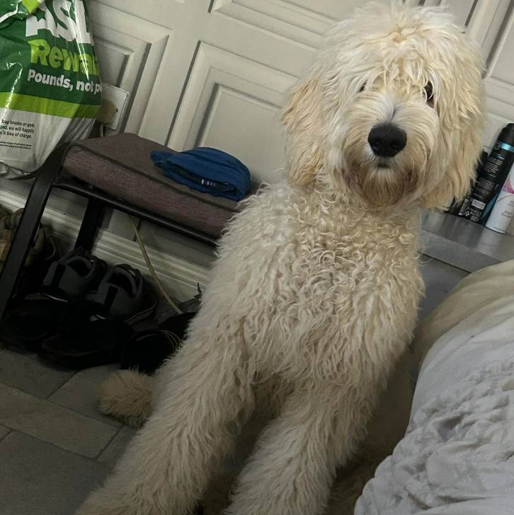 Un Pooahoula assis sur un sol carrelé et regardant vers la caméra 