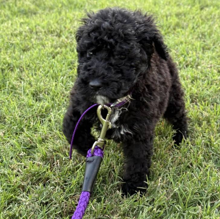 Un Pooahoula sur un terrain gazonné et qui est tenu en laisse 