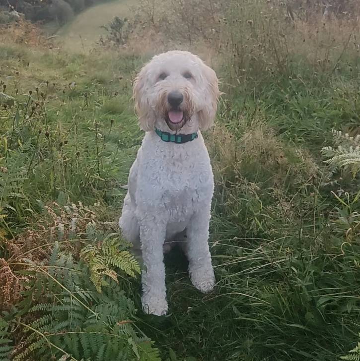 Un Pooahoula assis sur un terrain herbeux et portant un collier autour du cou