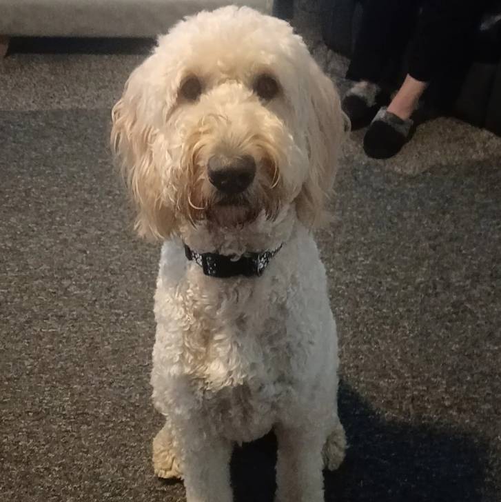 Un Pooahoula assis sur une moquette et portant un collier autour du cou