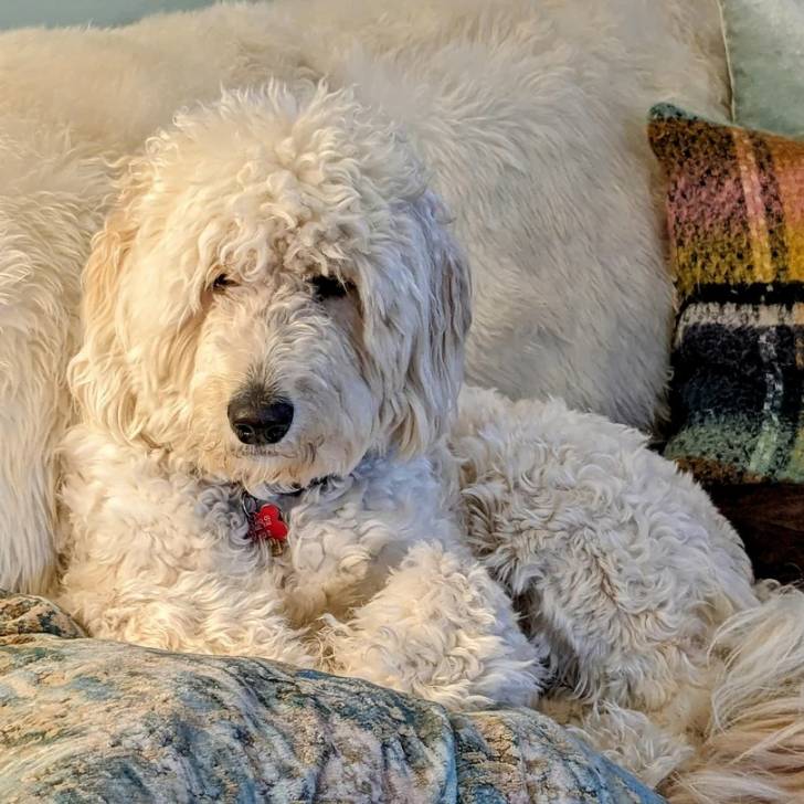 Un Pooahoula allongé sur un canapé et portant un collier autour du cou