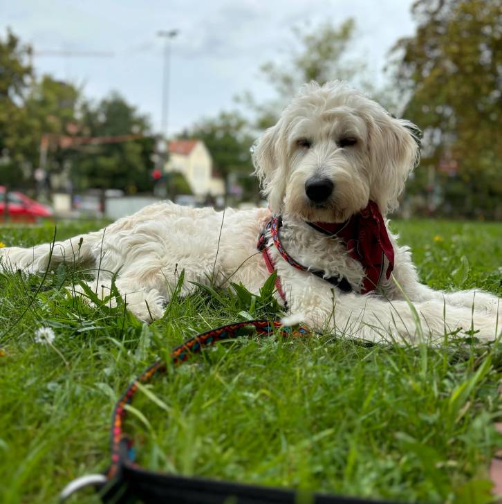 Un Pooahoula allongé sur une surface herbacée et qui est tenu en laisse 
