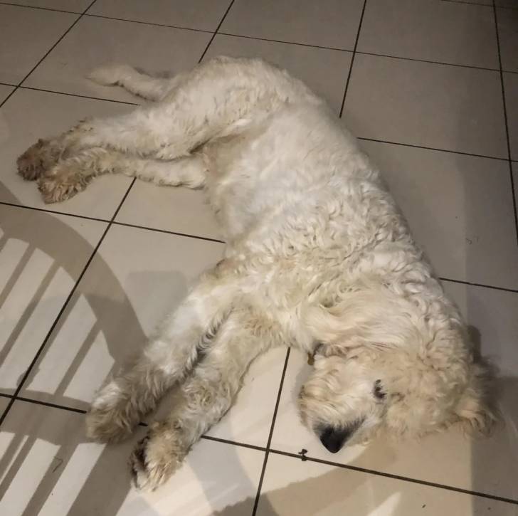 Un Pooahoula allongé sur un sol carrelé et semblant dormir 