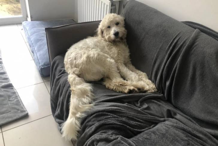 Un Pooahoula allongé sur un canapé et regardant vers la caméra 