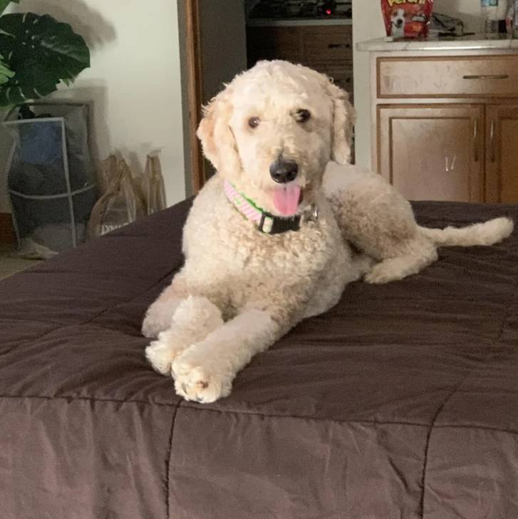 Un Pooahoula allongé sur un lit et portant un collier autour du cou