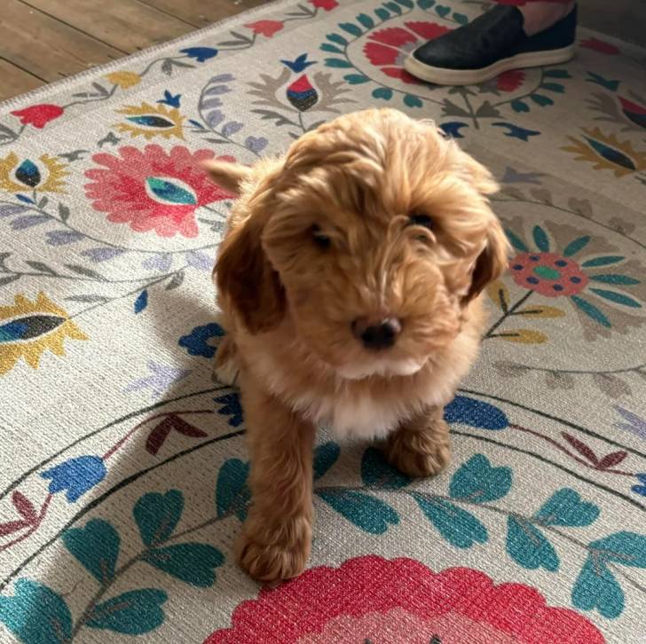Un Pooahoula assis sur un tapis et regardant la caméra 