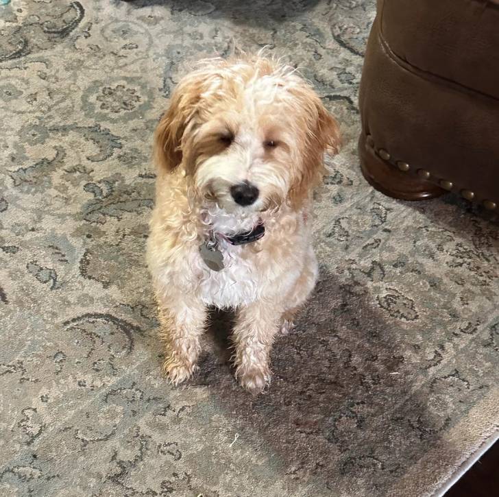 Un Pooahoula assis sur un tapis et portant un collier autour du cou