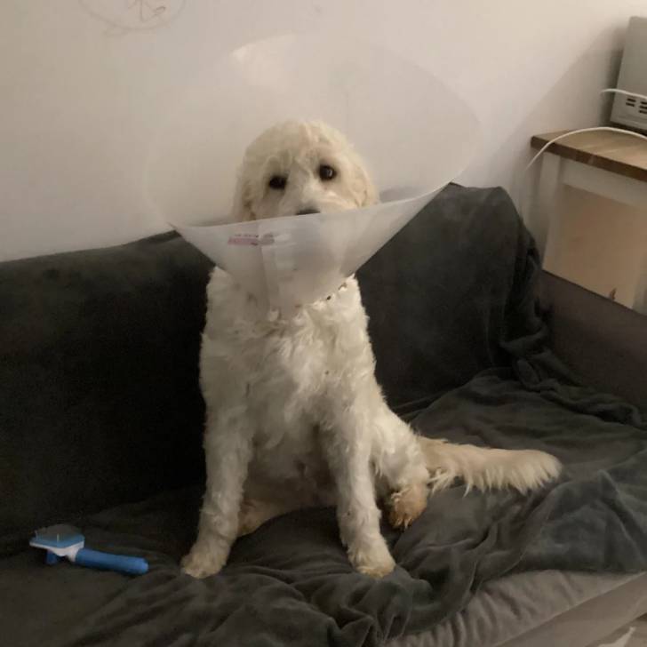 Un Pooahoula assis sur un canapé et portant un carcan 