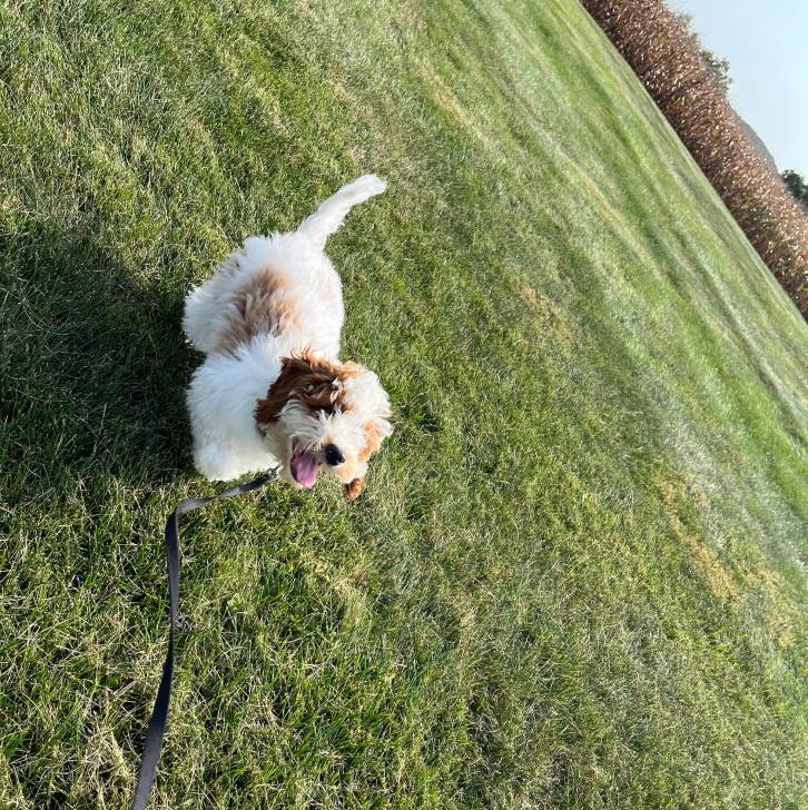 Un Pooahoula sur un terrain herbeux et qui est tenu en laisse