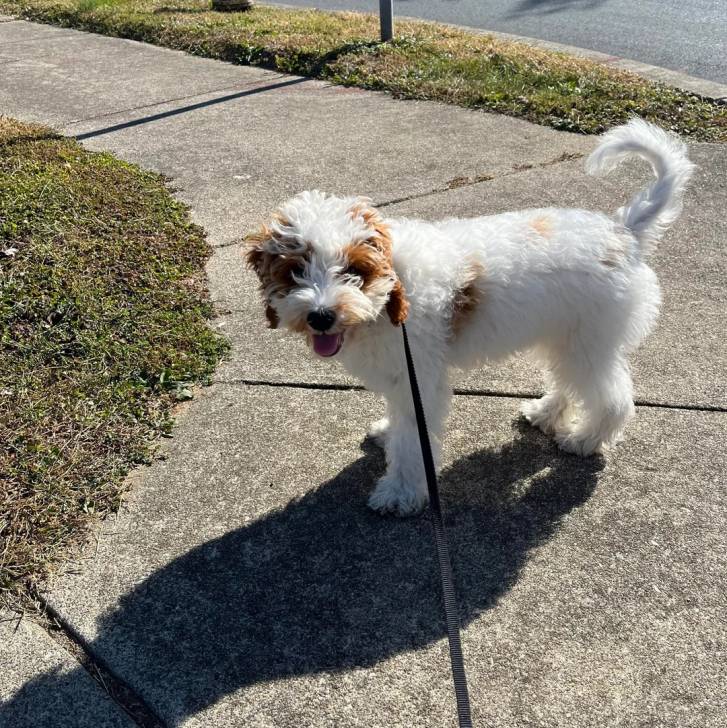 Un Pooahoula sur un trottoir et qui est tenu en laisse
