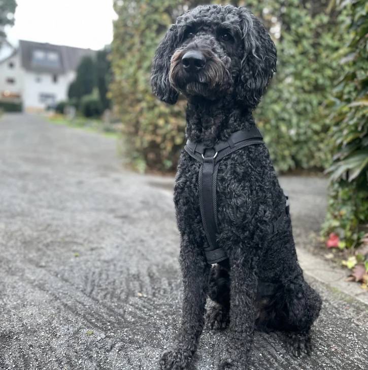 Un Pooahoula assis sur une surface bétonnée et portant un harnais 