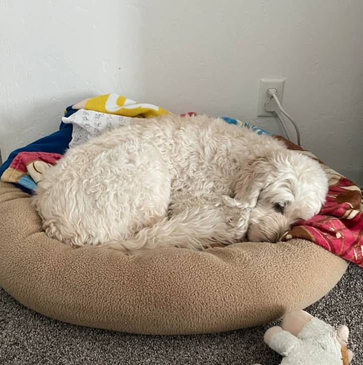 Un Pooahoula allongé dans un panier 