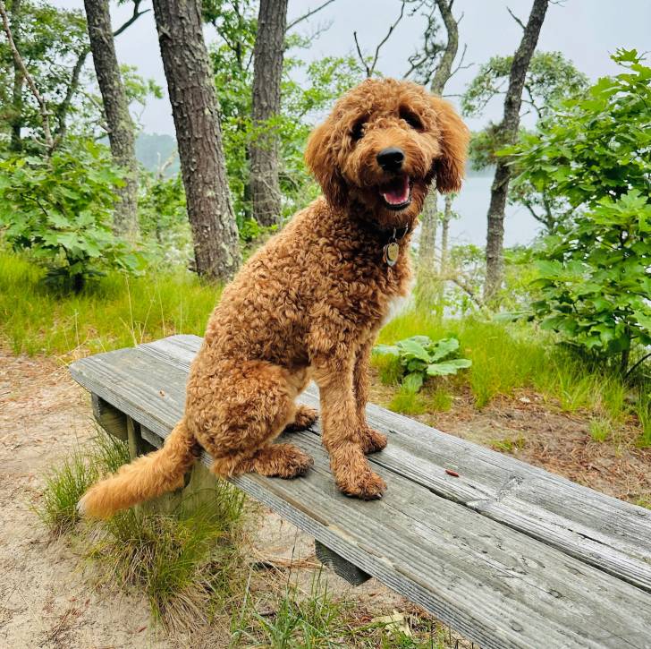 Un Pooahoula assis sur un banc et portant un collier autour du cou