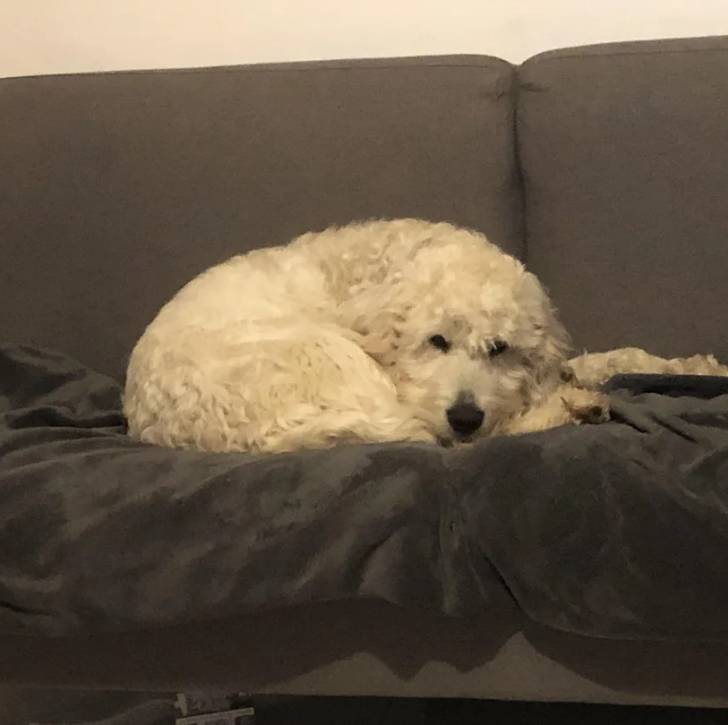 Un Pooahoula allongé sur un canapé et regardant vers la caméra 