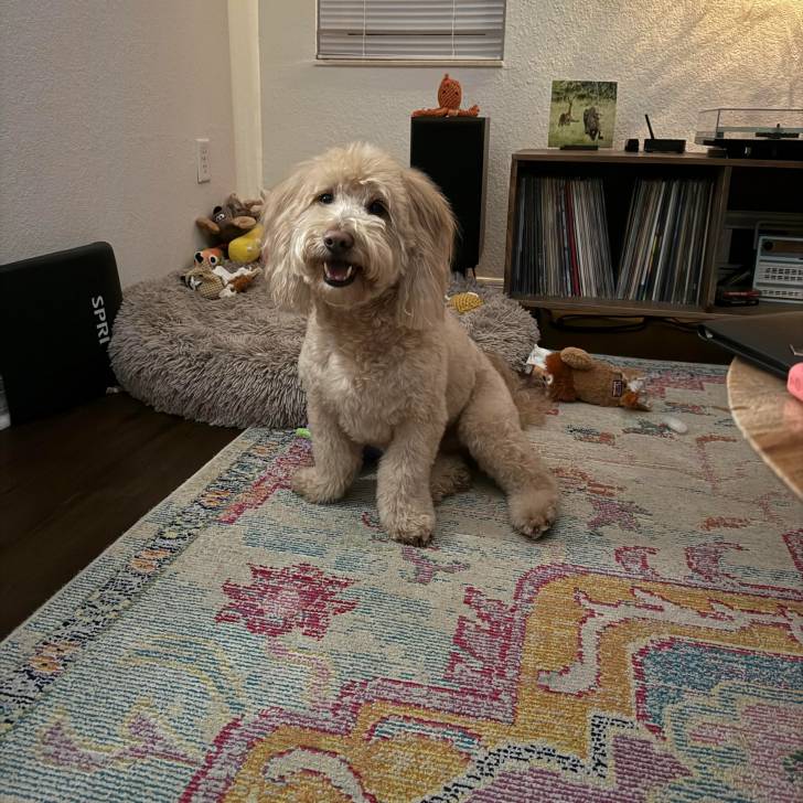 Un Pooahoula assis sur un tapis et ayant la gueule legèrement ouverte 