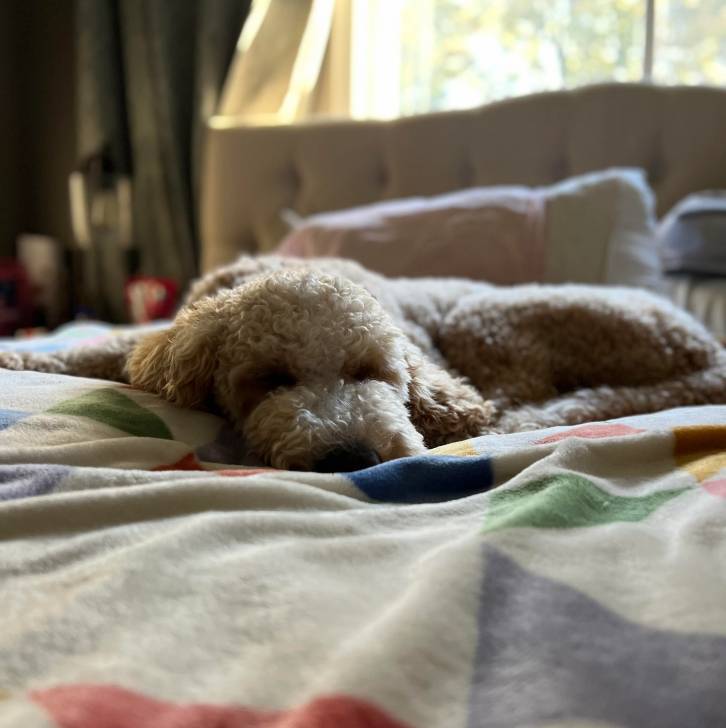 Un Pooahoula allongé sur un lit et semblant dormir 