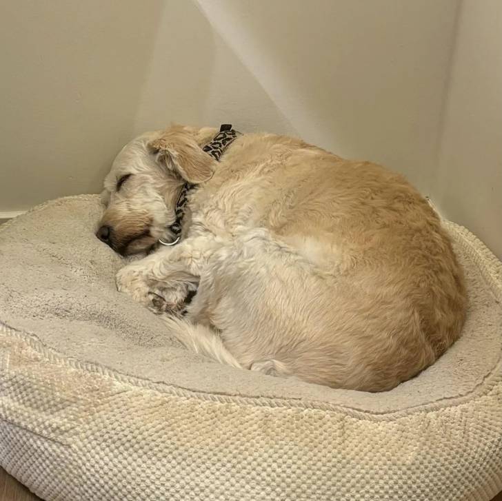 Un Pooahoula allongé dans un panier et portant un collier autour du cou