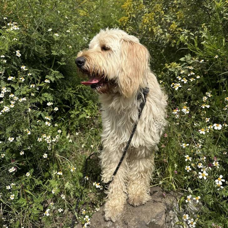 Un Pooahoula assis sur une pierre et qui est tenu en laisse 