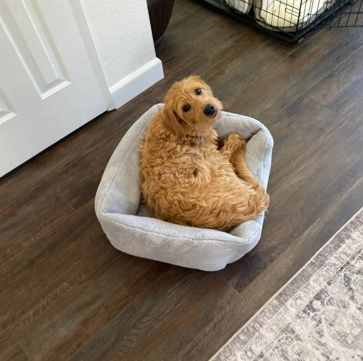 Un Pooahoula allongé dans un panier et portant un collier autour du cou