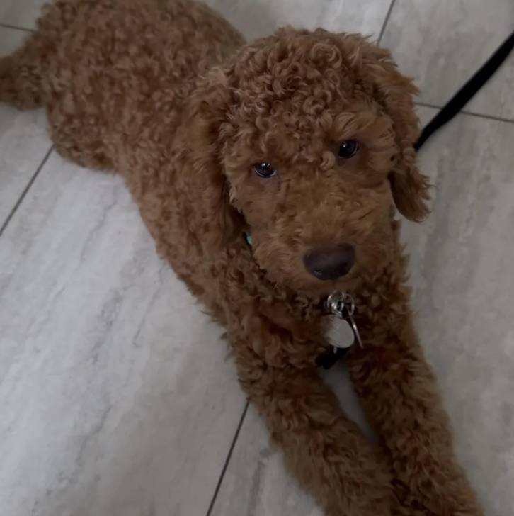 Un Pooahoula allongé sur un sol carrelé portant un collier autour du cou et qui est tenu en laisse