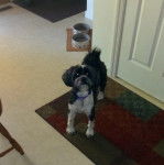 Un Tibecot au pelage bicolore, debout sur ses quatre pattes sur un tapis et portant un collier autour du cou