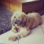 Un Tibecot au pelage bicolore, allong&eacute; sur une surface carrel&eacute; et semblant d&eacute;tendu 