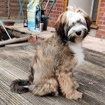 Un Tibecot au pelage tricolore, assis sur un plancher et regardant vers la cam&eacute;ra
