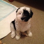 Un Tibecot au pelage bicolore, assis sur un tapis et regardant vers la cam&eacute;ra 