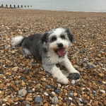 Un Tibecot au pelage bicolore, allong&eacute; sur des gravillons et ayant la langue pendante 