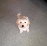 Un Tibecot au pelage bicolore, assis sur un tapis et regardant vers la cam&eacute;ra 