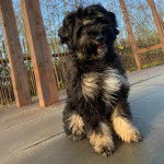 Un Tibecot au pelage tricolore, assis sur une surface b&eacute;tonn&eacute;e et regardant vers la cam&eacute;ra 