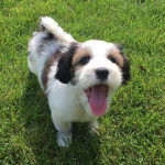 Un Tibecot au pelage tricolore, debout sur ses quatre pattes sur une surface herbac&eacute;e et ayant la langue pendante 