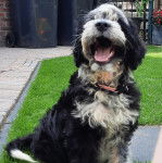 Un Tibecot au pelage tricolore, assis sur une surface gazonn&eacute;e et portant un collier autour du cou