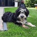 Un Tibecot au pelage bicolore, allong&eacute;  sur une surface gazonn&eacute;e et regardant vers la cam&eacute;ra 