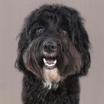 Un Tibecot au pelage bicolore, ayant la gueule ouverte