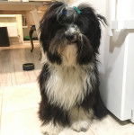 Un Tibecot au pelage bicolore, assis sur une surface carrel&eacute; et regardant vers la cam&eacute;ra 