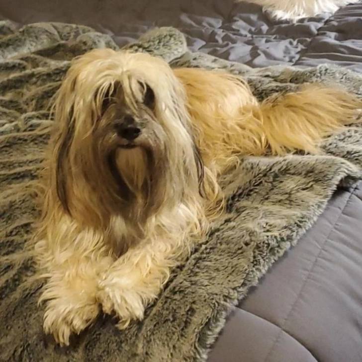 Un Tibecot allongé sur un lit et regardant vers la caméra 