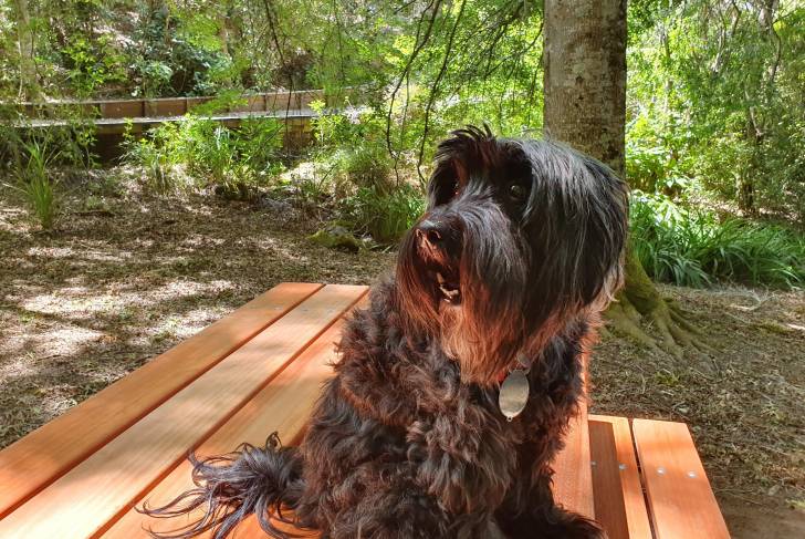 Un Tibecot assis sur un banc en bois et portant un collier autour du cou 