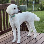 Un Ttoodle au pelage blanc, debout sur ses quatre pattes sur un plancher et portant un collier autour du cou 