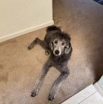 Un Ttoodle au pelage bicolore, allongé sur un tapis et regardant vers la caméra