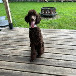 Un Ttoodle au pelage marron, assis sur un plancher et portant un collier autour du cou