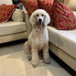 Un Ttoodle au pelage blanc, assis sur une surface carrelé et ayant la gueule légèrement ouverte 