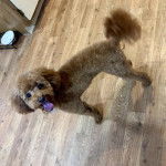 Un Ttoodle au pelage bicolore, debout sur un plancher et regardant vers la caméra